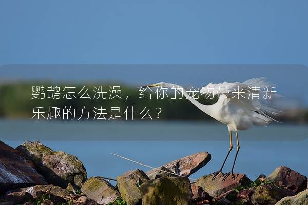 鹦鹉怎么洗澡，给你的宠物带来清新乐趣的方法是什么？