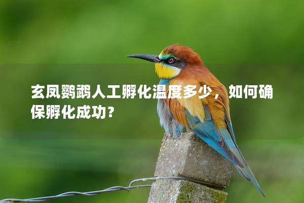 玄凤鹦鹉人工孵化温度多少，如何确保孵化成功？