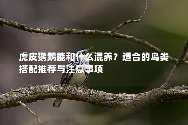 虎皮鹦鹉能和什么混养？适合的鸟类搭配推荐与注意事项