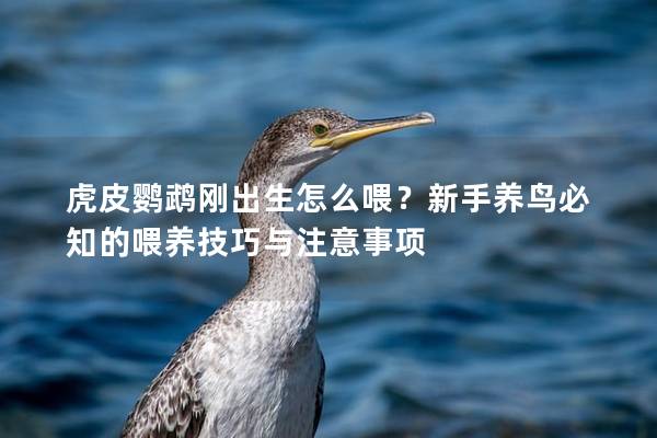 虎皮鹦鹉刚出生怎么喂？新手养鸟必知的喂养技巧与注意事项