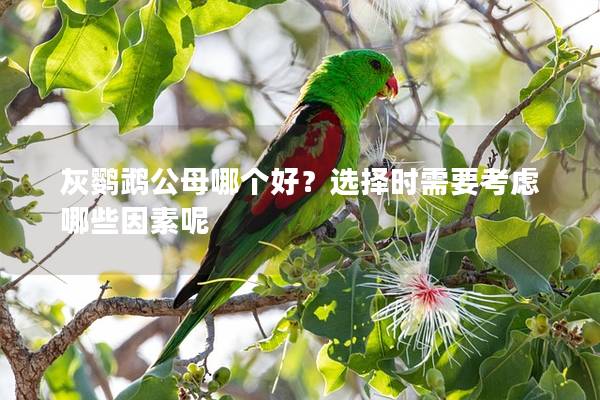 灰鹦鹉公母哪个好？选择时需要考虑哪些因素呢