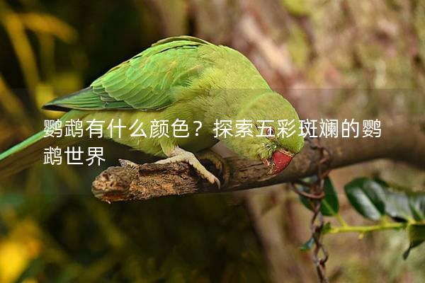 鹦鹉有什么颜色？探索五彩斑斓的鹦鹉世界