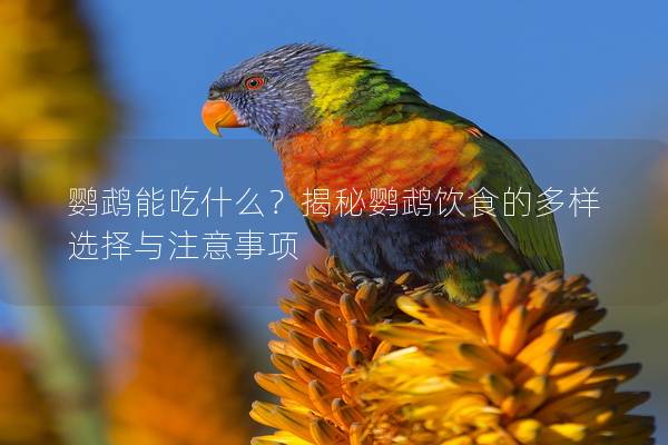 鹦鹉能吃什么？揭秘鹦鹉饮食的多样选择与注意事项