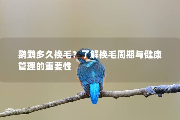 鹦鹉多久换毛？了解换毛周期与健康管理的重要性