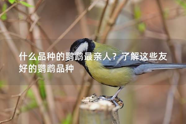 什么品种的鹦鹉最亲人？了解这些友好的鹦鹉品种