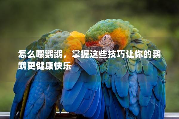 怎么喂鹦鹉，掌握这些技巧让你的鹦鹉更健康快乐