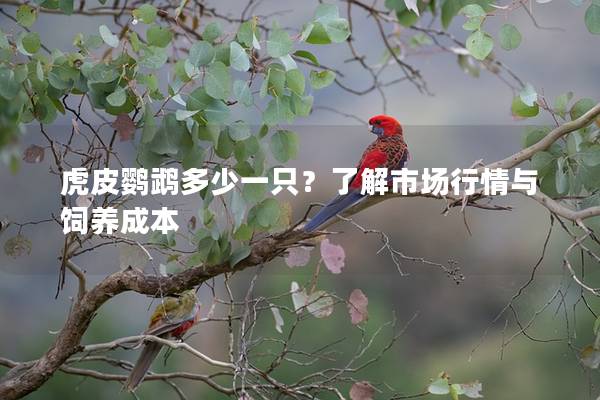 虎皮鹦鹉多少一只？了解市场行情与饲养成本