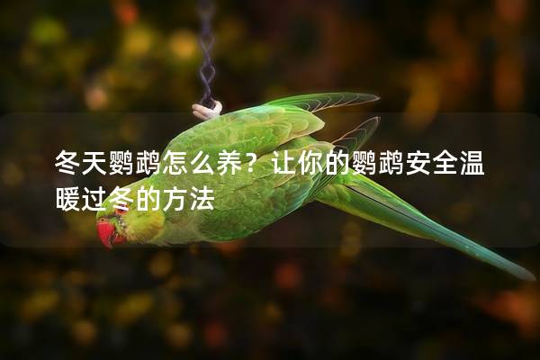 冬天鹦鹉怎么养？让你的鹦鹉安全温暖过冬的方法