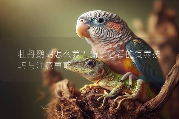 牡丹鹦鹉怎么养？新手必看的饲养技巧与注意事项