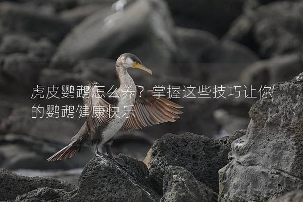 虎皮鹦鹉怎么养？掌握这些技巧让你的鹦鹉健康快乐