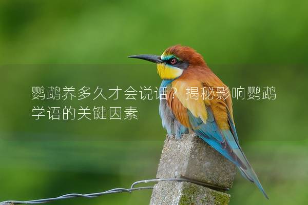 鹦鹉养多久才会说话？揭秘影响鹦鹉学语的关键因素