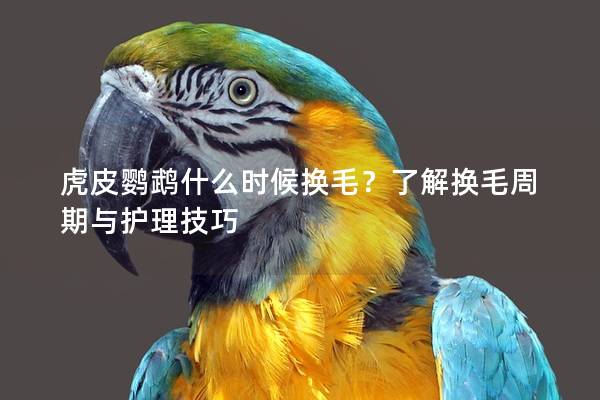虎皮鹦鹉什么时候换毛？了解换毛周期与护理技巧