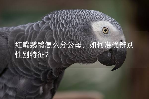 红嘴鹦鹉怎么分公母，如何准确辨别性别特征？