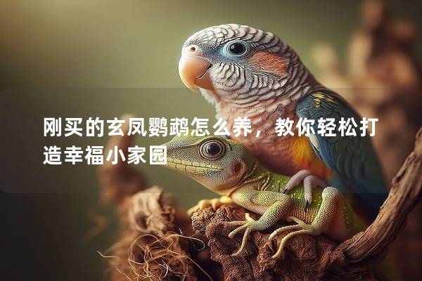 刚买的玄凤鹦鹉怎么养，教你轻松打造幸福小家园