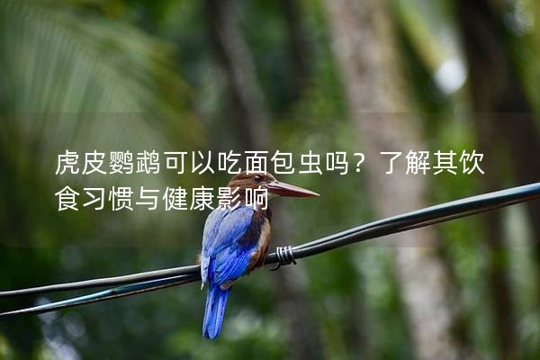 虎皮鹦鹉可以吃面包虫吗？了解其饮食习惯与健康影响