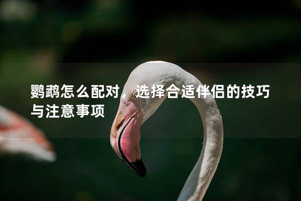 鹦鹉怎么配对，选择合适伴侣的技巧与注意事项