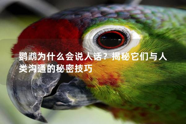 鹦鹉为什么会说人话？揭秘它们与人类沟通的秘密技巧