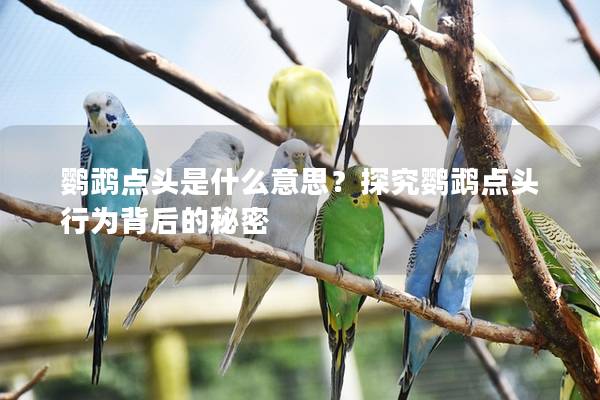 鹦鹉点头是什么意思？探究鹦鹉点头行为背后的秘密