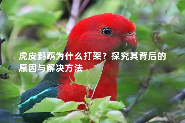 虎皮鹦鹉为什么打架？探究其背后的原因与解决方法