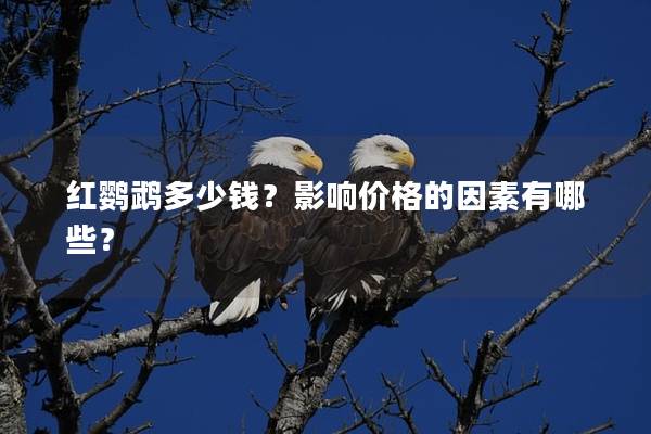 红鹦鹉多少钱？影响价格的因素有哪些？