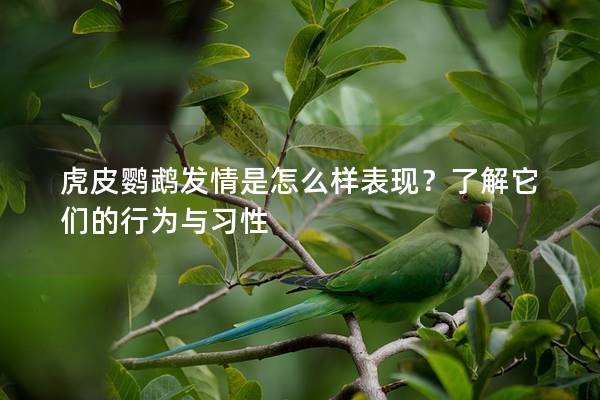 虎皮鹦鹉发情是怎么样表现？了解它们的行为与习性