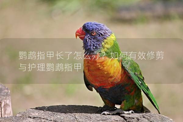 鹦鹉指甲长了怎么办？如何有效修剪与护理鹦鹉指甲