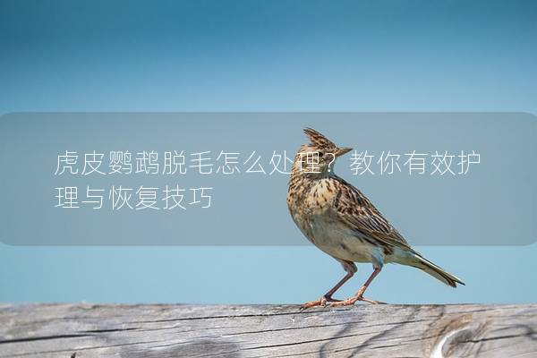 虎皮鹦鹉脱毛怎么处理？教你有效护理与恢复技巧