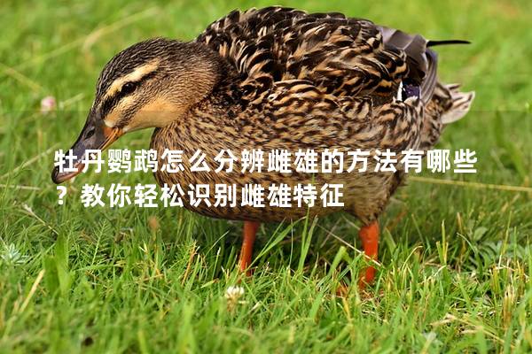 牡丹鹦鹉怎么分辨雌雄的方法有哪些？教你轻松识别雌雄特征