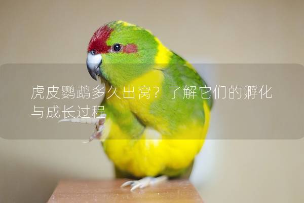 虎皮鹦鹉多久出窝？了解它们的孵化与成长过程