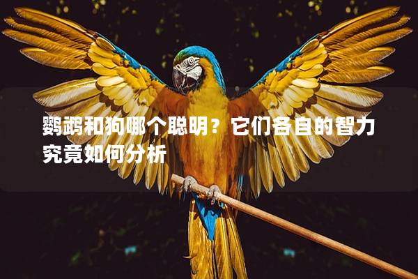 鹦鹉和狗哪个聪明？它们各自的智力究竟如何分析