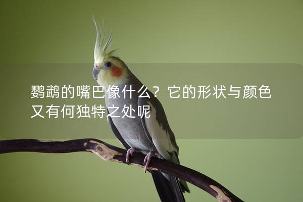 鹦鹉的嘴巴像什么？它的形状与颜色又有何独特之处呢