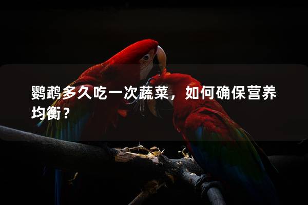 鹦鹉多久吃一次蔬菜，如何确保营养均衡？