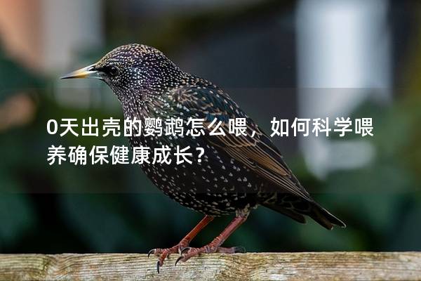 0天出壳的鹦鹉怎么喂，如何科学喂养确保健康成长？