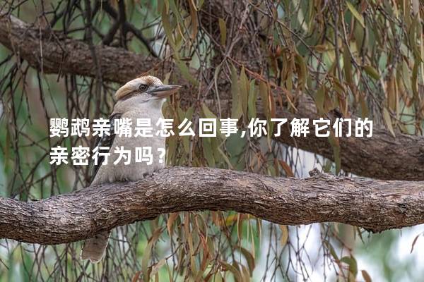鹦鹉亲嘴是怎么回事,你了解它们的亲密行为吗？