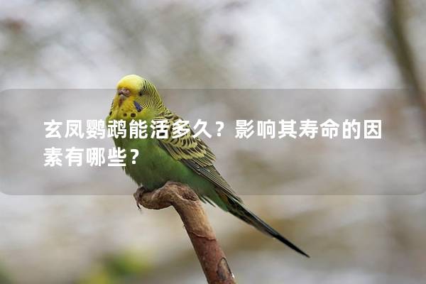 玄凤鹦鹉能活多久？影响其寿命的因素有哪些？