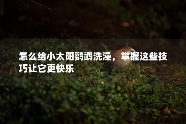 怎么给小太阳鹦鹉洗澡，掌握这些技巧让它更快乐