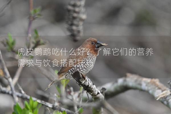 虎皮鹦鹉吃什么好？了解它们的营养需求与饮食搭配技巧