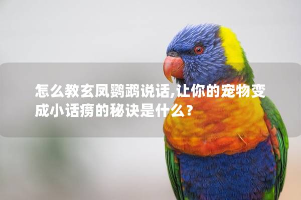 怎么教玄凤鹦鹉说话,让你的宠物变成小话痨的秘诀是什么？
