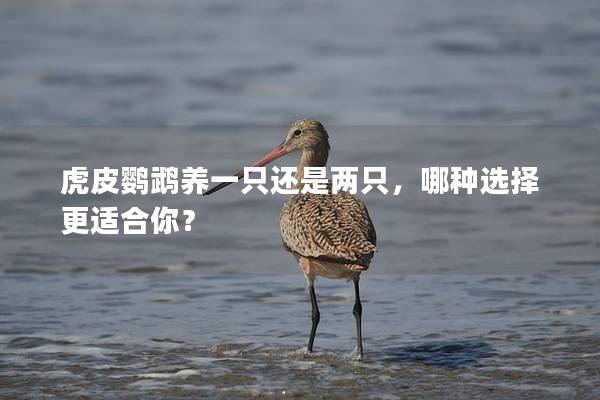 虎皮鹦鹉养一只还是两只，哪种选择更适合你？