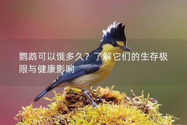 鹦鹉可以饿多久？了解它们的生存极限与健康影响