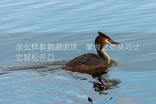 怎么样教鹦鹉说话，掌握这些技巧让它轻松开口