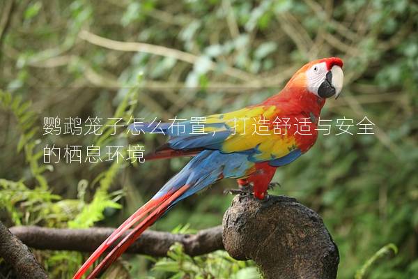 鹦鹉笼子怎么布置，打造舒适与安全的栖息环境
