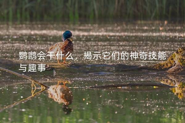 鹦鹉会干什么，揭示它们的神奇技能与趣事