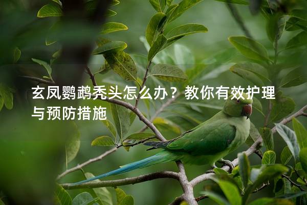 玄凤鹦鹉秃头怎么办？教你有效护理与预防措施