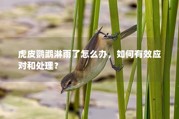 虎皮鹦鹉淋雨了怎么办，如何有效应对和处理？