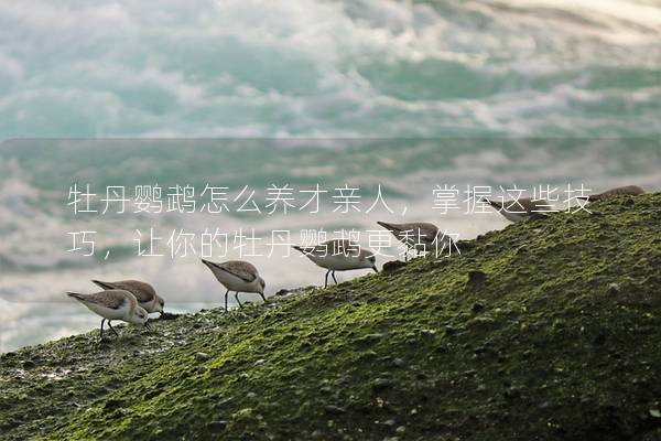 牡丹鹦鹉怎么养才亲人，掌握这些技巧，让你的牡丹鹦鹉更黏你