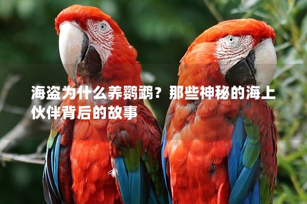 海盗为什么养鹦鹉？那些神秘的海上伙伴背后的故事