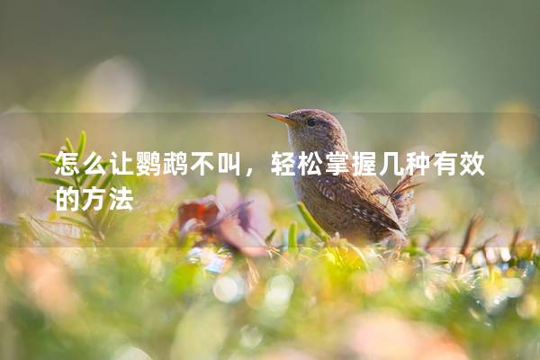 怎么让鹦鹉不叫，轻松掌握几种有效的方法