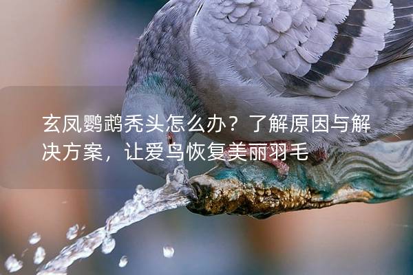 玄凤鹦鹉秃头怎么办？了解原因与解决方案，让爱鸟恢复美丽羽毛