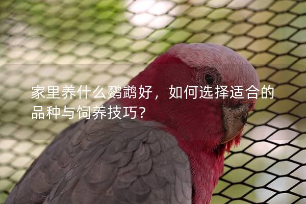家里养什么鹦鹉好，如何选择适合的品种与饲养技巧？